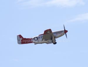 P-51 Mustang in Flight - Photographic Print - Matted